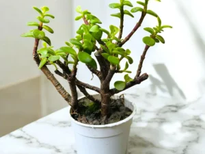 Jade Plant in 4" Pot
