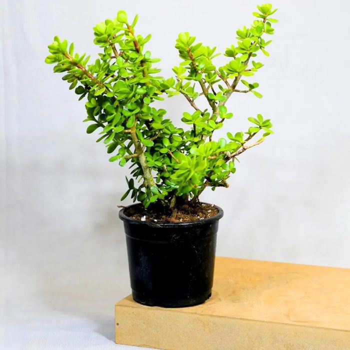 Jade_Plant_1