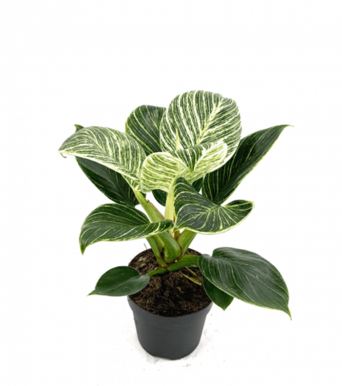 Philodendron-Birkin-1-510x510-800x800