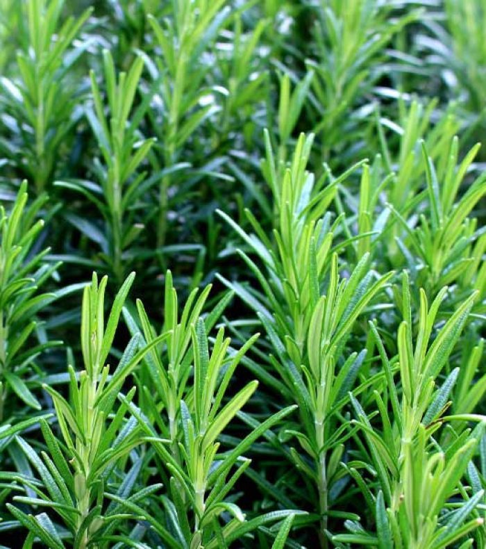 Rosemary-Herb-Seeds