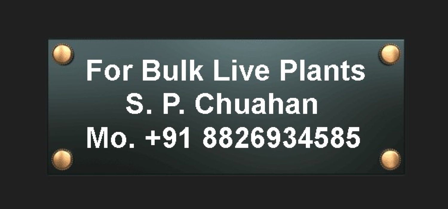 bulk planst