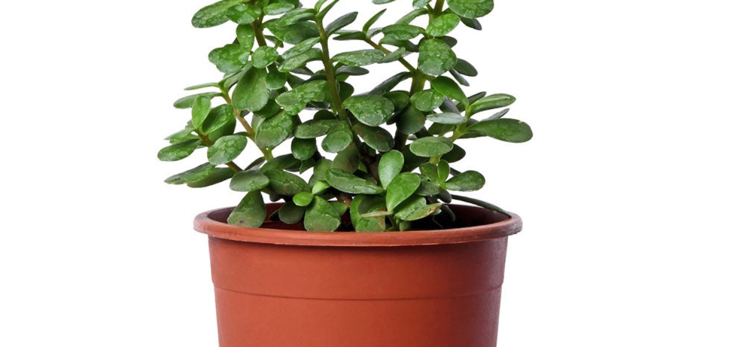 jade-plant-1