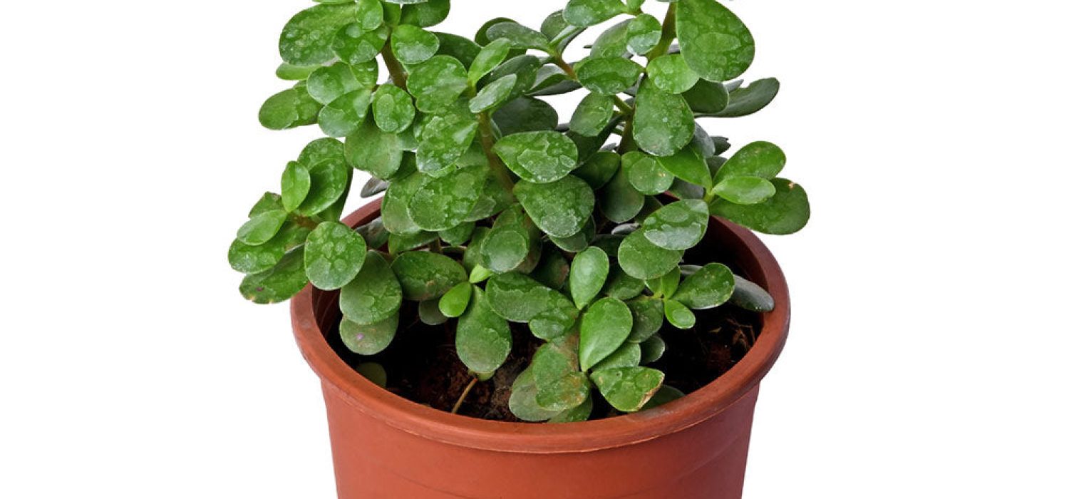 jade-plant-2