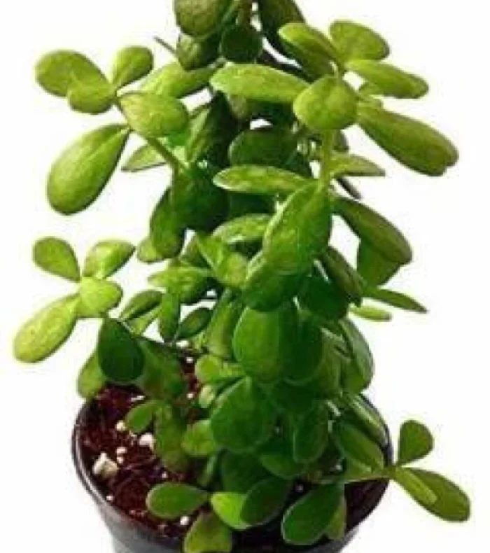 live-jade-plant-in-plastic-pot-1-infinite-green-original-imag2dhyh4fhynfa